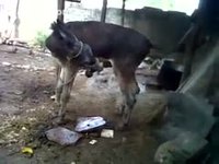 Amateur zoo fetish movie featuring a donkey getting a big hard cock
